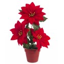 Vaso 3 poinsetia 20 cm
