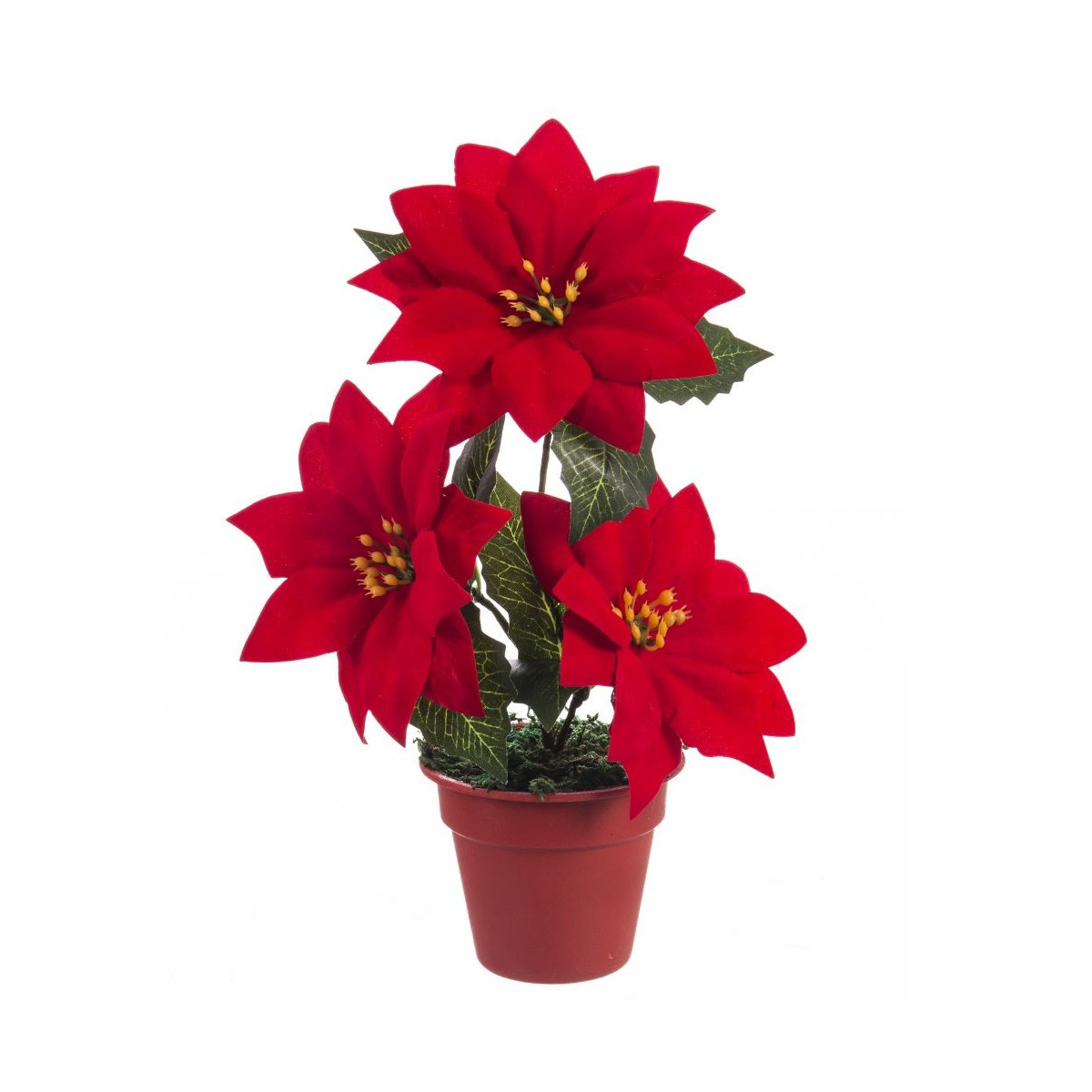 Vaso 3 poinsetia 20 cm