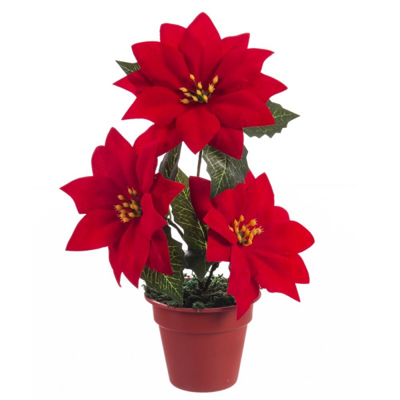 Vaso 3 poinsetia 20 cm