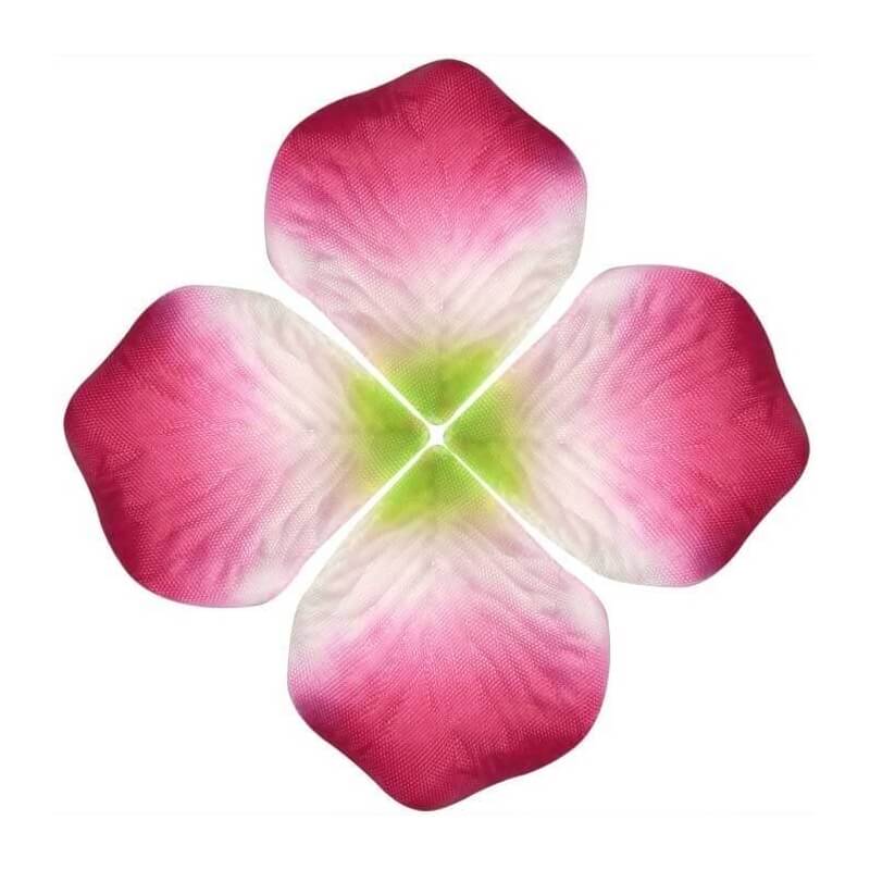 Pétalas de cores vivas