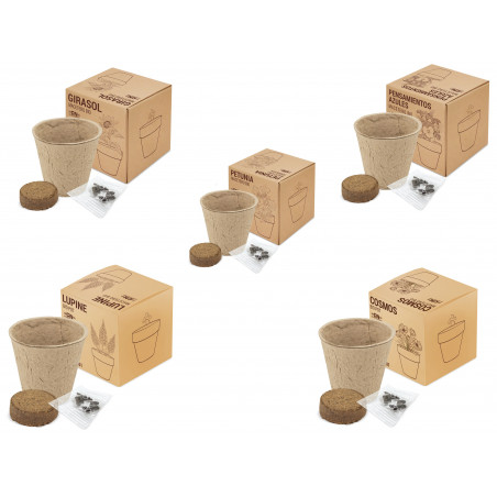 Sementes de vaso de terracota